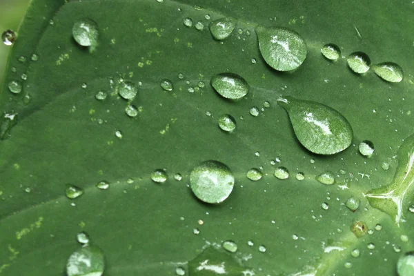 Fresh Leaf - Bigodi Swamps - Uganda — Stock Photo, Image