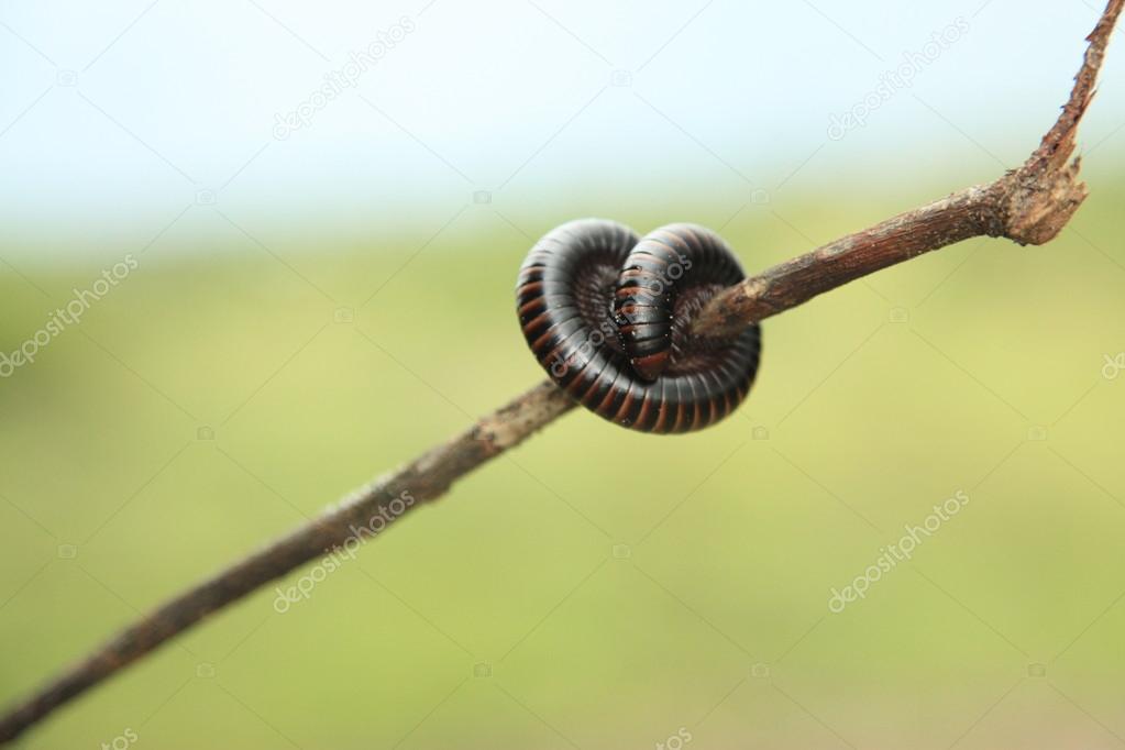 Milledpede - Uganda, Africa