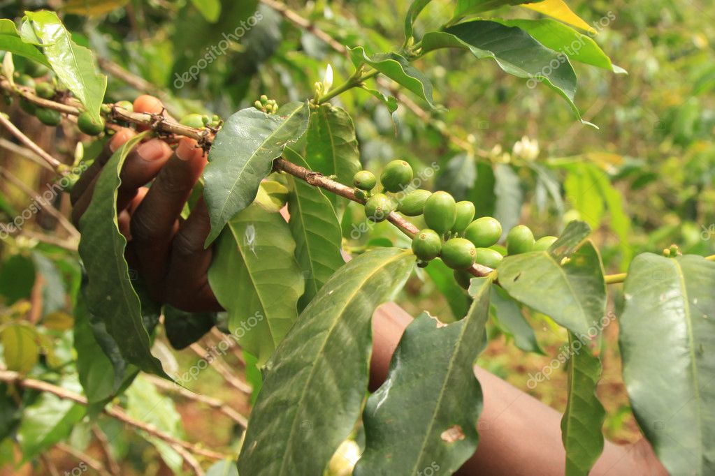 Coffee Plant Uganda, Africa — Stock Photo © imagex 12317815