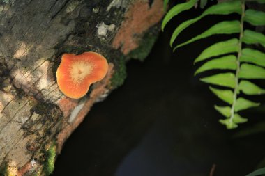 bigodi bataklık - uganda