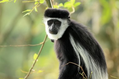 siyah ve beyaz colobus - uganda, Afrika