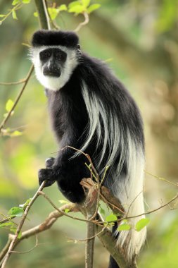 siyah ve beyaz colobus - uganda, Afrika