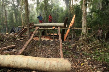 logging - uzak Batı uganda