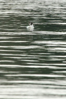 Kingfisher - yaban hayatı kutsal - Uganda