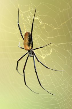 nephila örümcek - Afrika yaban hayatı