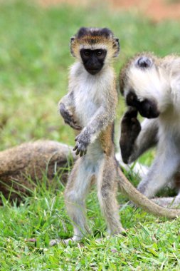 Vervet Monkey - African Wildlife clipart