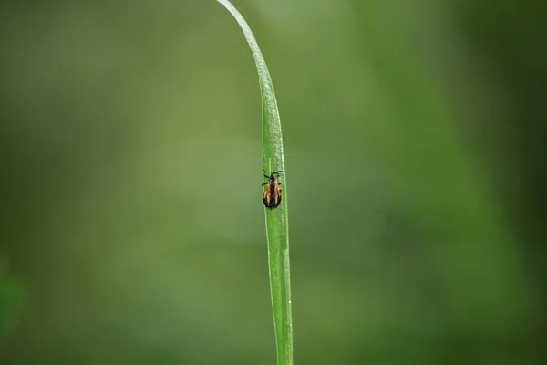 Wildtiere - bigodi feuchtgebiete - uganda, afrika — Stockfoto