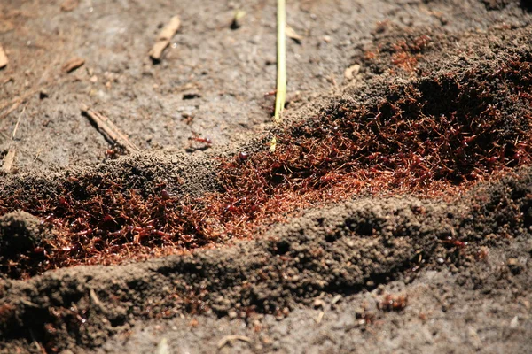 Röda myror - bigodi våtmarker - uganda, Afrika — Stockfoto