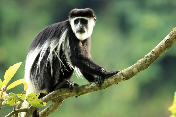 Colobus preto e branco - Uganda, África — Fotografia de Stock