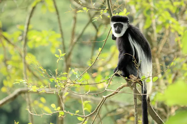 Ασπρόμαυρες colobus - Ουγκάντα, Αφρική — Φωτογραφία Αρχείου