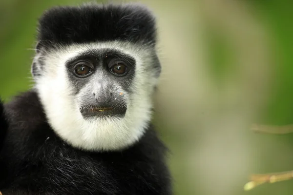 Colobus in bianco e nero - Uganda, Africa — Foto Stock