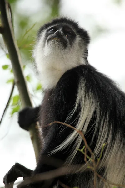 Siyah ve beyaz colobus - uganda, Afrika — Stok fotoğraf