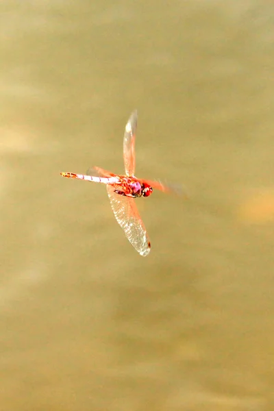Dragonfly - uganda, Afrika — Stockfoto