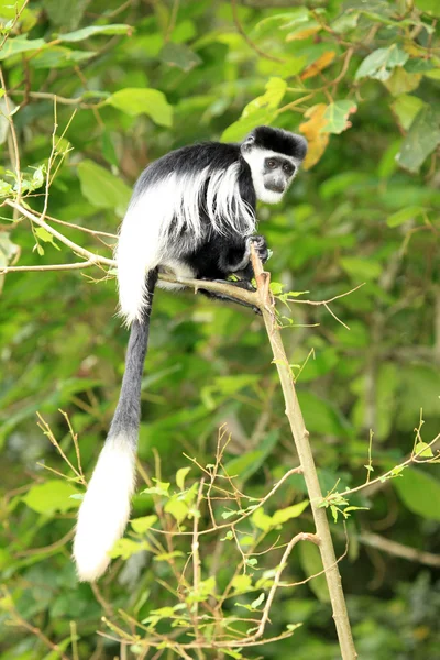Ασπρόμαυρες colobus - Ουγκάντα, Αφρική — Φωτογραφία Αρχείου