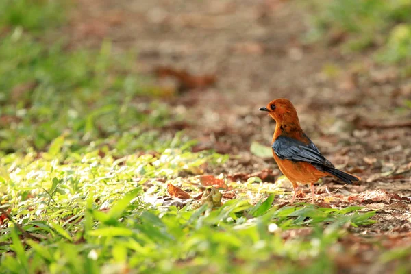 Bird - Uganda, Africa — Stock Photo, Image