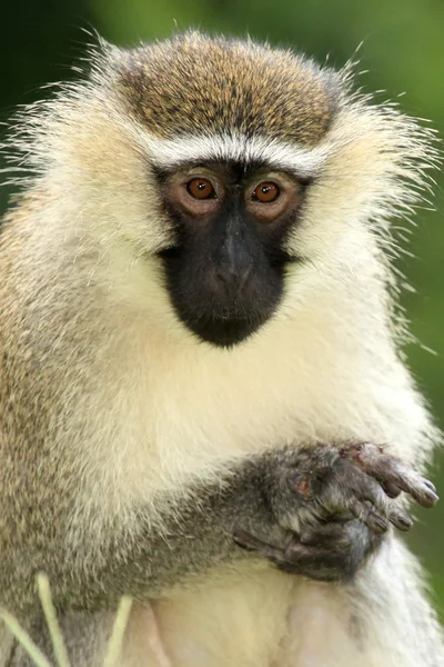 버 빗 원숭이-우간다, 아프리카 — 스톡 사진