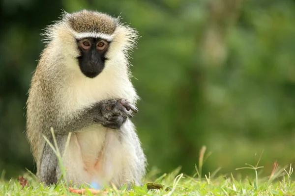 Vervet apa - uganda, Afrika — Stockfoto