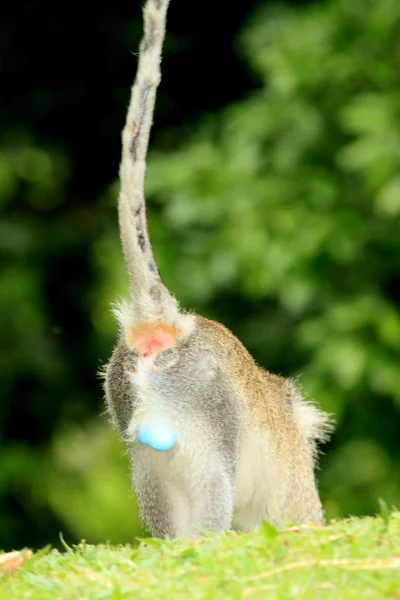 Vervet Monkey - Uganda, África — Foto de Stock