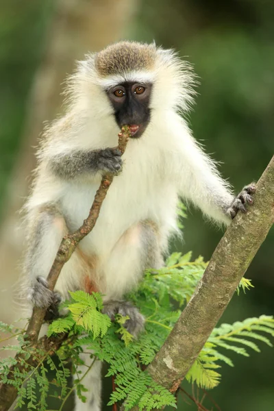 버 빗 원숭이-우간다, 아프리카 — 스톡 사진