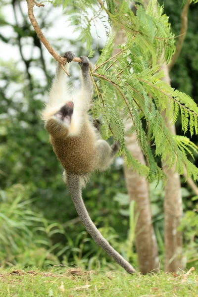 Vervet apa - uganda, Afrika — Stockfoto