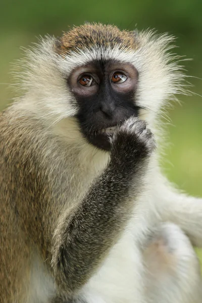 Vervet affen - uganda, afrika — Stockfoto