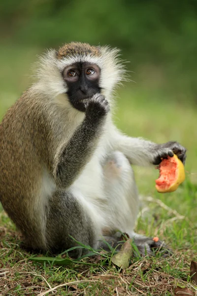 Vervet majom - Uganda, Afrika — Stock Fotó