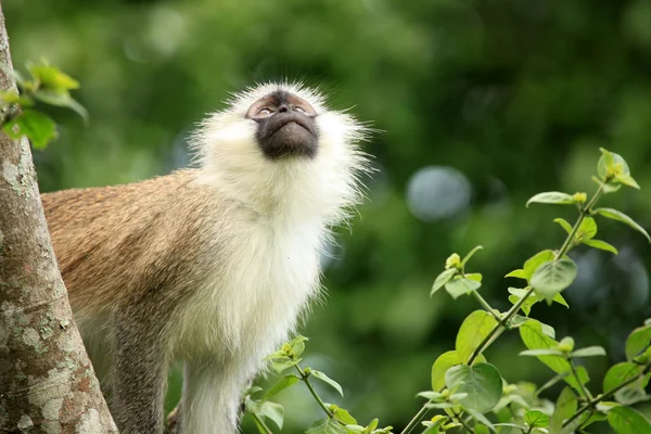 Vervet мавпи — Уганда, Африка — стокове фото