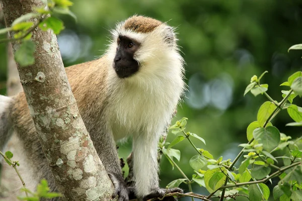 Vervet apa - uganda, Afrika — Stockfoto