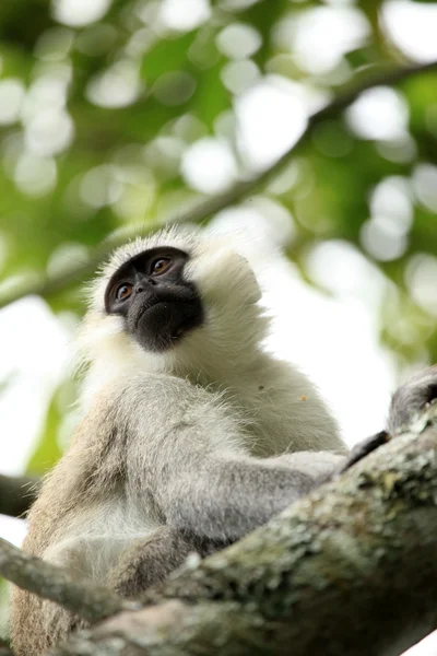 Vervet Monkey - Uganda, África — Fotografia de Stock
