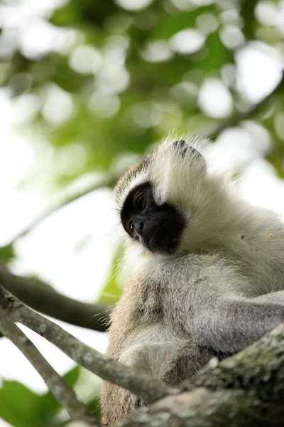 Vervet apa - uganda, Afrika — Stockfoto