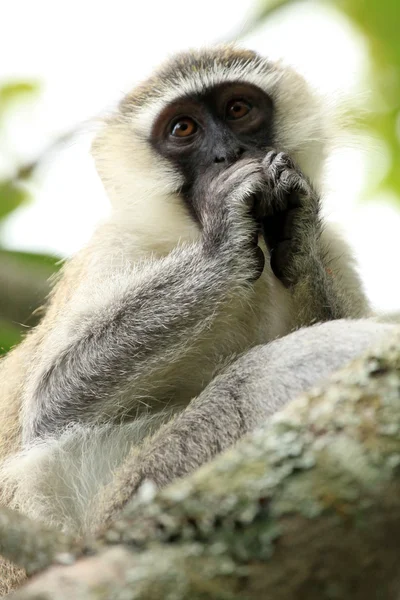 Vervet aap - Oeganda, Afrika — Stockfoto