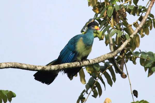 Großer blauer Turacao - entlegenes westliches Uganda — Stockfoto