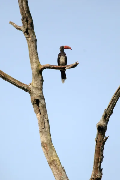 Uganda Occidental remota — Foto de Stock