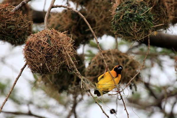 黄色の織工の鳥 - 野生生物保護区 - ウガンダ — ストック写真