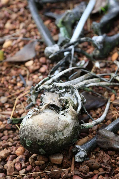 Chimp Skeleton - Wildlife Sanctuary - Uganda — Stock Photo, Image