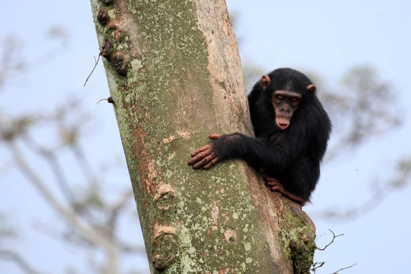 Chimpanzee - Uganda — Stock Photo, Image