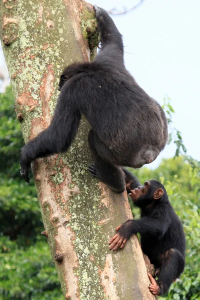 Chimpanzee - Uganda — Stock Photo, Image