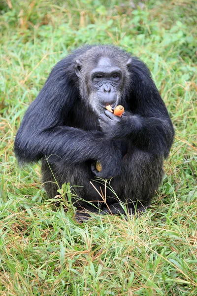 Шимпанзе - Уганди — стокове фото