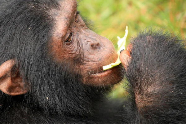 Chimpancé - Uganda — Foto de Stock