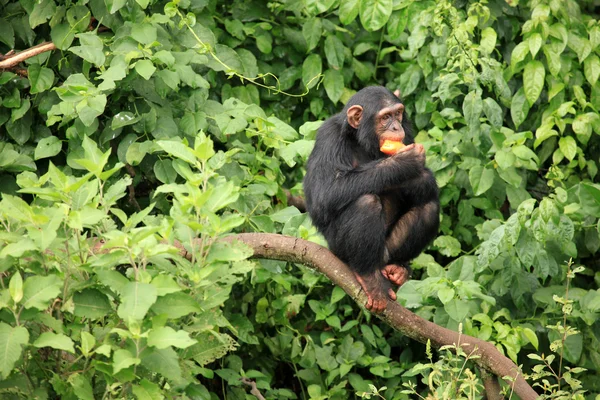 Cimpanzeu - Uganda — Fotografie, imagine de stoc