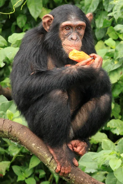 Chimpanzé - Uganda — Fotografia de Stock