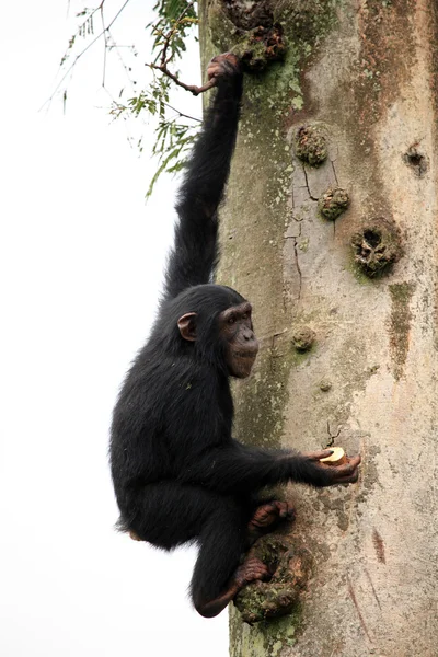 Chimpanzee - Uganda — Stock Photo, Image