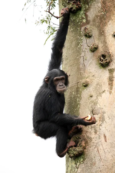 Šimpanz - uganda — Stock fotografie