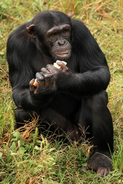 Şempanze - uganda — Stok fotoğraf