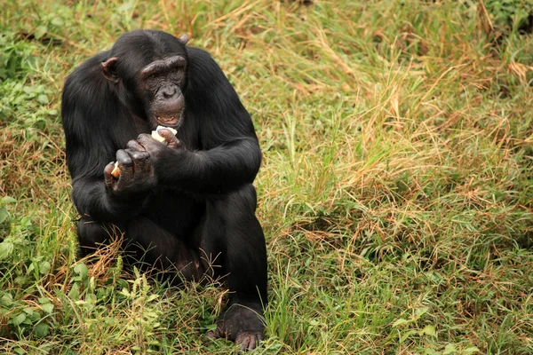 Csimpánz - Uganda — Stock Fotó
