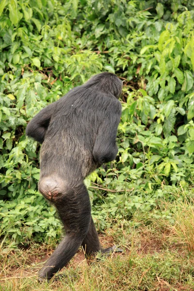 Şempanze - uganda — Stok fotoğraf