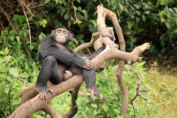 Şempanze - uganda — Stok fotoğraf