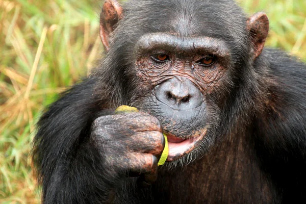 Şempanze - uganda — Stok fotoğraf