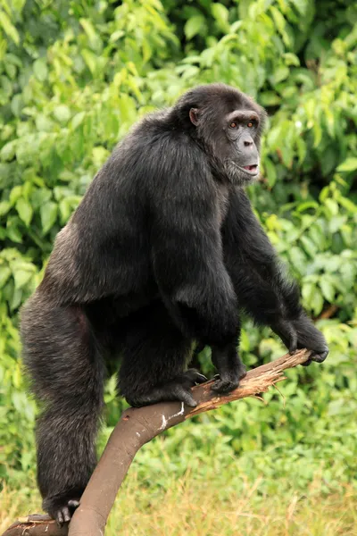 黑猩猩-乌干达 — 图库照片