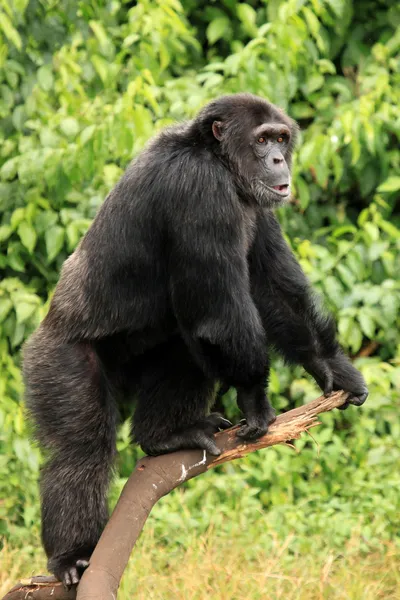 Chimpanzé - Uganda — Fotografia de Stock